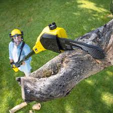 Best Palm Tree Trimming  in Winnsboro, SC