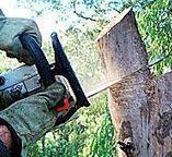Best Stump Grinding and Removal  in Winnsboro, SC