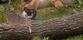 Best Pest Control for Lawns  in Winnsboro, SC