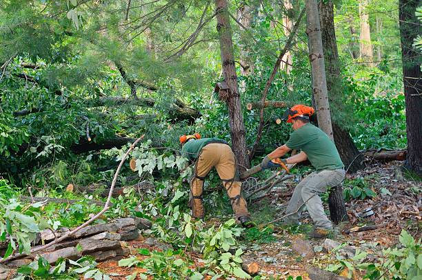 Best Tree Trimming and Pruning  in Winnsboro, SC